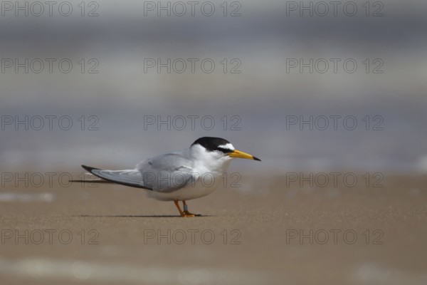Little tern (Sternula albifrons) adult bird standing on a sandy beach in summer, Norfolk, England, United Kingdom