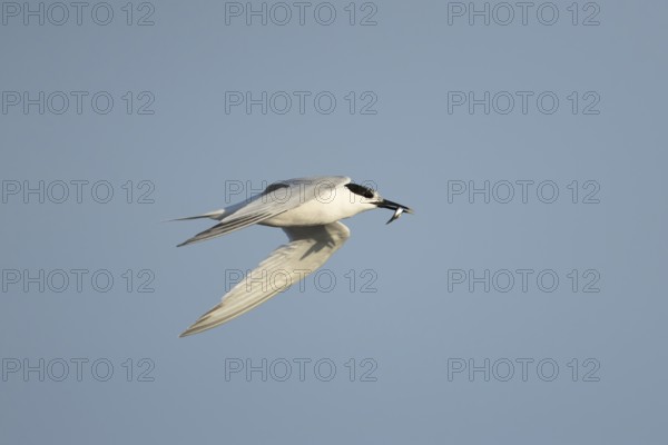 Sandwich tern (Thalasseus sandvicensis) adult bird in flight with a fish in its beak in summer, RSPB Minsmere nature reserve, Suffolk, England, United Kingdom