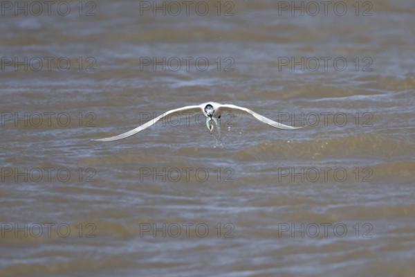 Sandwich tern (Thalasseus sandvicensis) adult bird with a Sandeel fish in its beak taking off in flight from the sea, Suffolk, England, United Kingdom
