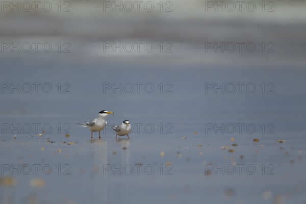 Little tern (Sternula albifrons) two adult birds male offering a female bird a fish as part of the courtship display on a beach in summer, Norfolk, England, United Kingdom