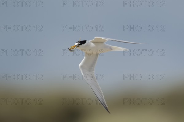 Little tern (Sternula albifrons) adult bird in flight carrying a sandeel fish in its beak in summer, Norfolk, England, United Kingdom