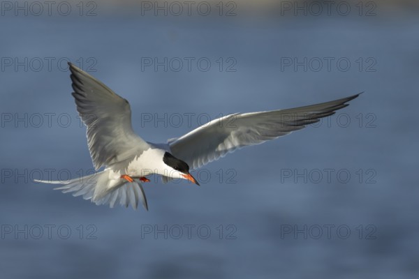 Common tern (Sterna hirundo) adult bird in flight in summer, RSPB Minsmere nature reserve, Suffolk, England, United Kingdom