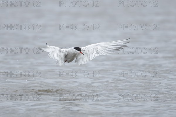 Common tern (Sterna hirundo) adult bird taking off in flight from a lagoon, RSPB Titchwell nature reserve, Norfolk, England, United Kingdom