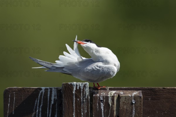 Common tern (Sterna hirundo) adult bird preening its tail feathers, England, United Kingdom