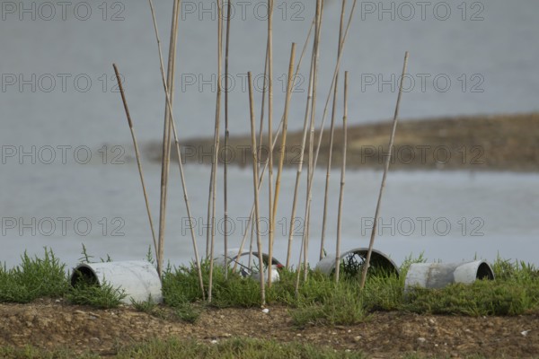 Common tern (Sterna hirundo) adult bird sat on its nest with protective canes to prevent predators in summer, England, United Kingdom