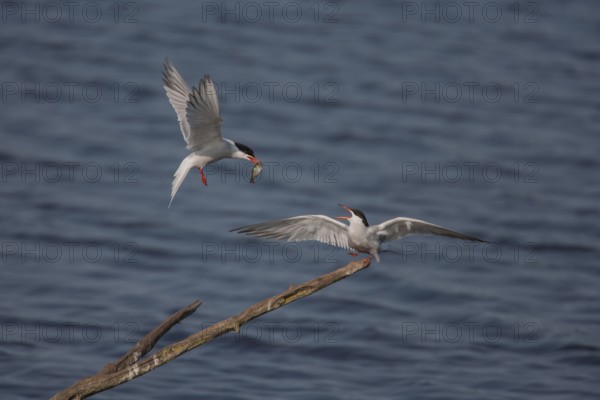 Common tern (Sterna hirundo) two adult birds with one passing a fish to the other during their courtship display in summer, England, United Kingdom