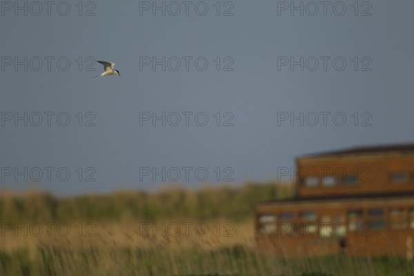 Common tern (Sterna hirundo) adult bird hovering in flight over a scape with a hide in the background in spring, RSPB Minsmere nature reserve, Suffolk, England, United Kingdom