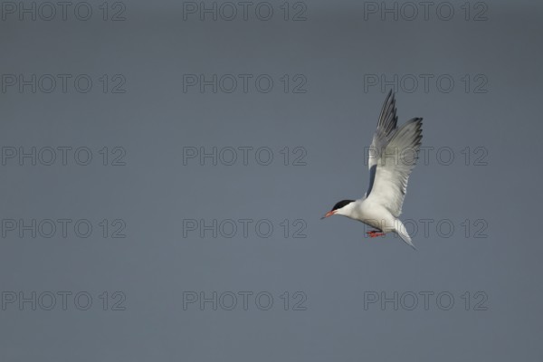 Common tern (Sterna hirundo) adult bird in flight, England, United Kingdom