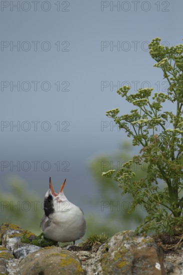 Arctic tern (Sterna paradisaea) juvenile bird calling for food on a stone wall in summer, Farne islands, Northumberland, England, United Kingdom