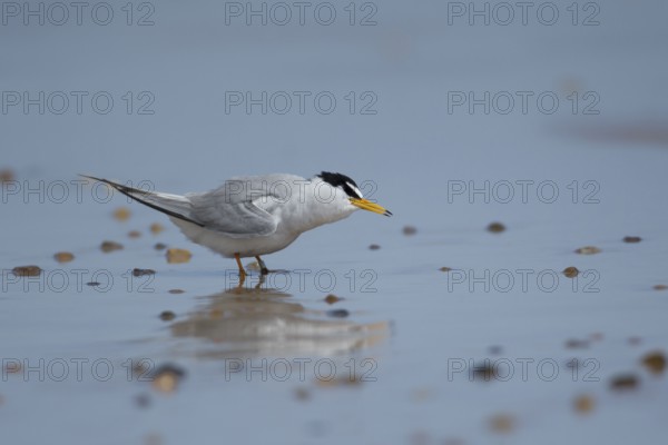 Little tern (Sternula albifrons) adult bird on a beach in summer, Norfolk, England, United Kingdom
