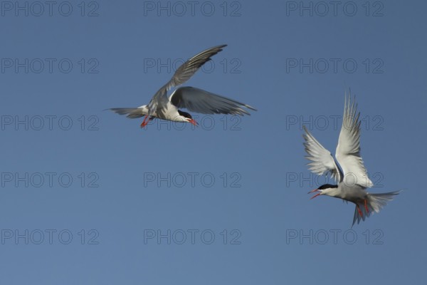 Common tern (Sterna hirundo) two adult birds fighting in flight in summer, RSPB Minsmere nature reserve, Suffolk, England, United Kingdom