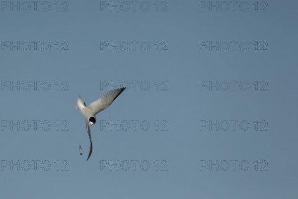 Little tern (Sternula albifrons) adult bird diving down in flight to catch a fish it has dropped in summer, Norfolk, England, United Kingdom