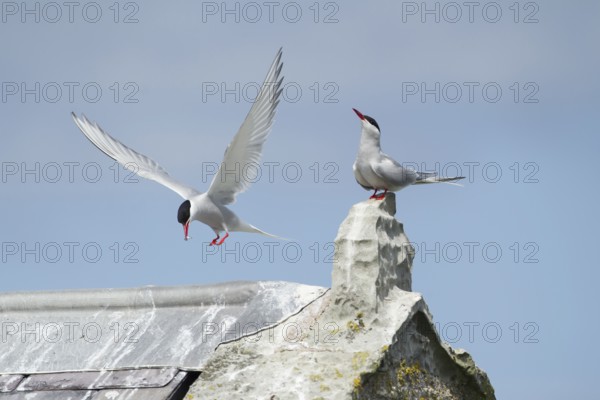 Arctic tern (Sterna paradisaea) two adult birds during a courtship display as one bird offers a fish to the other in summer, Farne islands, Northumberland, England, United Kingdom