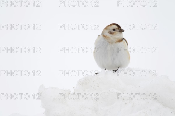 Snow bunting (Plectrophenax nivalis) adult bird on snow in winter, Scotland, United Kingdom