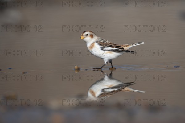 Snow bunting (Plectrophenax nivalis) adult bird in a shallow puddle on a beach in winter, Norfolk, England, United Kingdom
