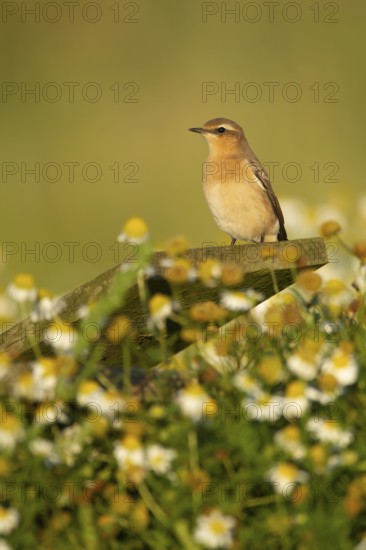 Northern wheatear (Oenanthe oenanthe) adult bird perched on a post, RSPB Havergate island nature reserve, Suffolk, England, United Kingdom