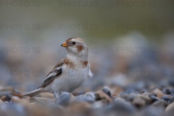 Snow bunting (Plectrophenax nivalis) adult bird on a shingle beach in winter, Norfolk, England, United Kingdom