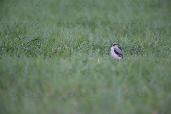Northern wheatear (Oenanthe oenanthe) adult male bird in a farmland cereal field in spring, Suffolk, England, United Kingdom