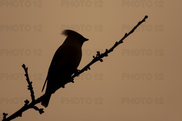 Waxwing (Bombycilla garrulus) adult bird on a tree branch in winter silhouette at sunset, Suffolk, England, United Kingdom