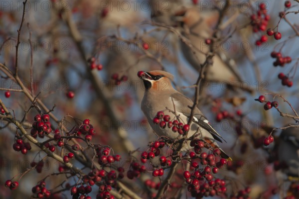 Waxwing (Bombycilla garrulus) adult bird feeding on a Hawthorn tree berry in a hedgerow in autumn, Norfolk, England, United Kingdom