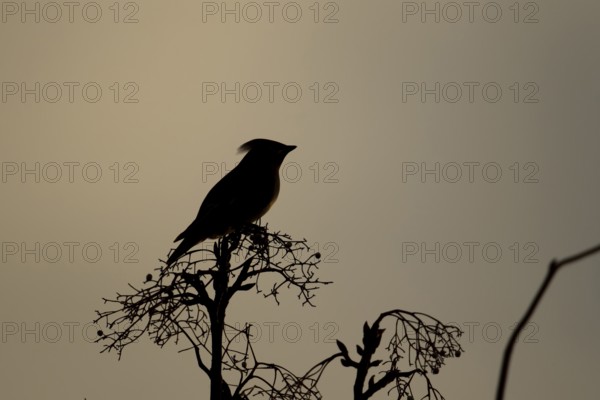 Waxwing (Bombycilla garrulus) adult bird on a tree branch in winter silhouette at sunrise, Suffolk, England, United Kingdom