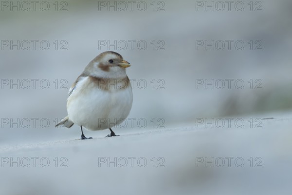 Snow bunting (Plectrophenax nivalis) adult bird feeding on a beach in winter, Norfolk, England, United Kingdom