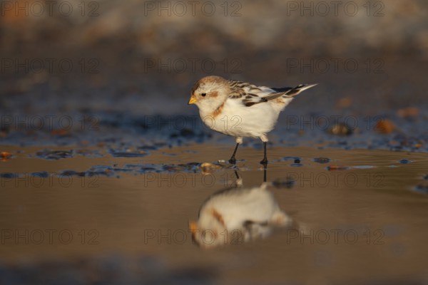 Snow bunting (Plectrophenax nivalis) adult bird at a shallow puddle on a beach in winter, Norfolk, England, United Kingdom