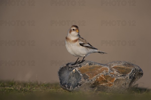 Snow bunting (Plectrophenax nivalis) adult bird on a rock on a beach in winter, Norfolk, England, United Kingdom