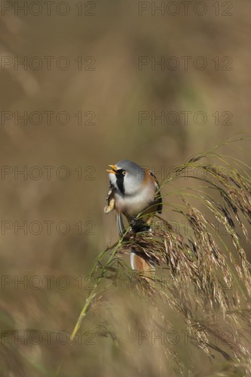 Bearded tit or reedling (Panurus biarmicus) adult male bird preening on a reed flower head in a reedbed in summer, RSPB Strumpshaw fen nature reserve, Norfolk, England, United Kingdom