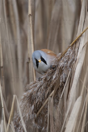 Bearded tit or reedling (Panurus biarmicus) adult male bird feeding on a reed seedhead in a reedbed in winter, Norfolk, England, United Kingdom