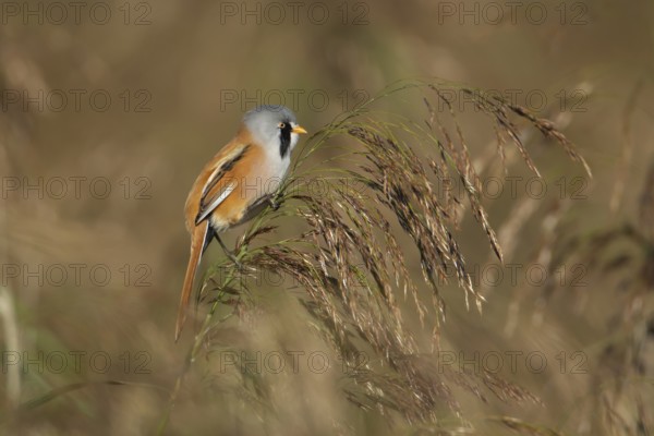 Bearded tit or reedling (Panurus biarmicus) adult male bird on a reed flower head in a reedbed in summer, RSPB Strumpshaw fen nature reserve, Norfolk, England, United Kingdom