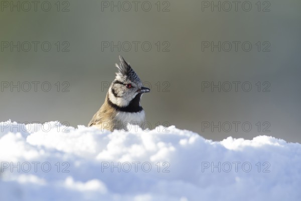 Crested tit (Lophophanes cristatus) adult bird in snow in winter, Scotland, United Kingdom