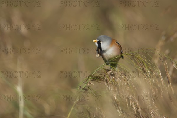 Bearded tit or reedling (Panurus biarmicus) adult male bird preening on a reed flower head in a reedbed in summer, RSPB Strumpshaw fen nature reserve, Norfolk, England, United Kingdom