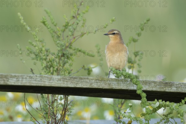 Northern wheatear (Oenanthe oenanthe) adult bird perched on an old fence post, RSPB Havergate island nature reserve, Suffolk, England, United Kingdom