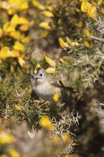 Goldcrest (Regulus regulus) adult bird in a flowering Gorse bush, Suffolk, England, United Kingdom