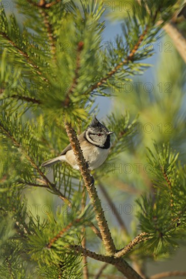 Crested tit (Lophophanes cristatus) adult bird on a Scots pine tree, Scotland, United Kingdom