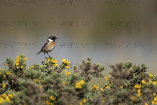 European stonechat (Saxicola rubicola) adult male bird on a gorse bush in summer, Suffolk, England, United Kingdom