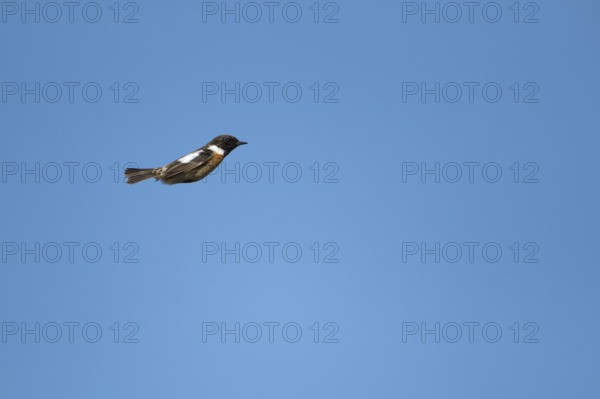 European stonechat (Saxicola rubicola) adult male bird in flight in summer, Suffolk, England, United Kingdom