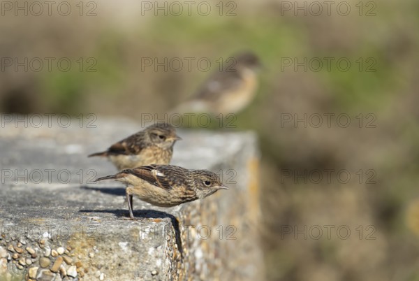 European stonechat (Saxicola rubicola) juvenile birds on a concrete block in summer, Suffolk, England, United Kingdom