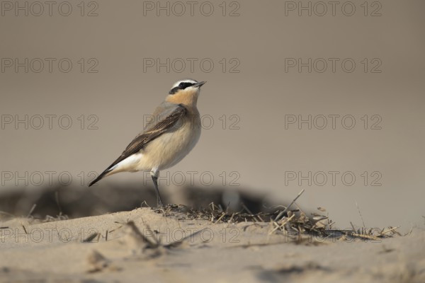 Northern wheatear (Oenanthe oenanthe) adult male bird on a beach in spring, RSPB Titchwell nature reserve, Norfolk, England, United Kingdom