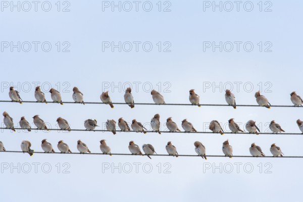 Waxwing (Bombycilla garrulus) adult birds in a flock on telegraph wires in winter, England, United Kingdom