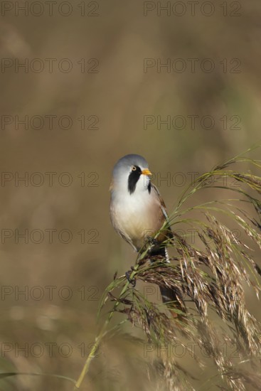 Bearded tit or reedling (Panurus biarmicus) adult male bird on a reed flower head, RSPB Strumpshaw fen nature reserve, Norfolk, England, United Kingdom