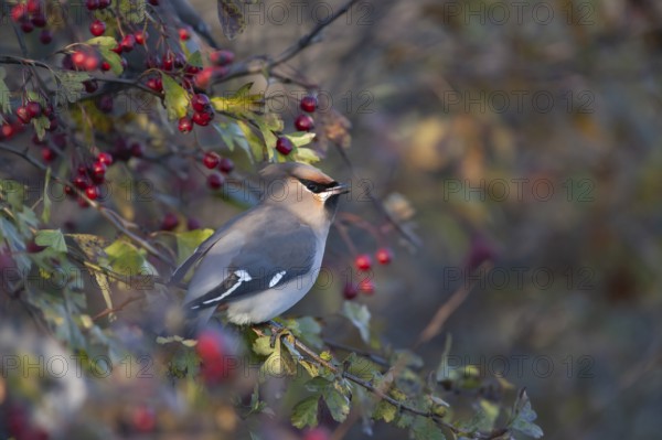 Waxwing (Bombycilla garrulus) adult bird in an autumn Hawthorn bush, Norfolk, England, United Kingdom
