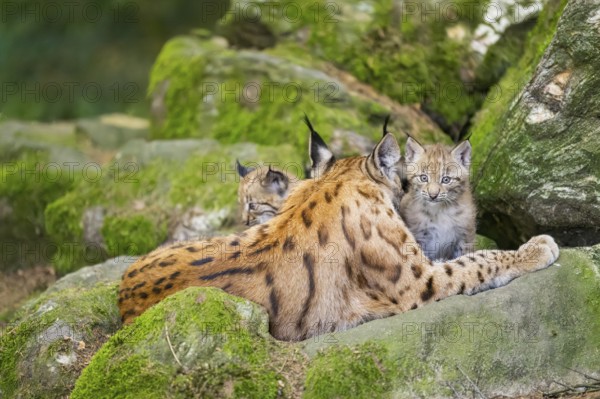 Eurasian lynx (Lynx lynx) mother with her youngsters (cubs) lying on a rock in a forest, Bavaria, Germany