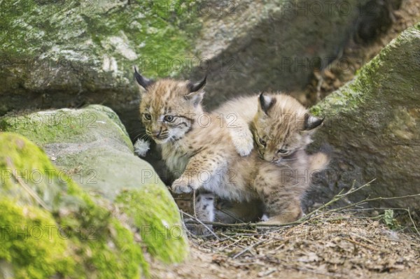 Eurasian lynx (Lynx lynx) mother with her youngsters (cubs) playing between rocks with each other in a forest, Bavaria, Germany