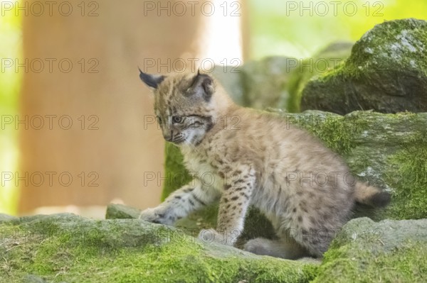 Eurasian lynx (Lynx lynx) youngster (cub) on a rock in a forest, Bavaria, Germany
