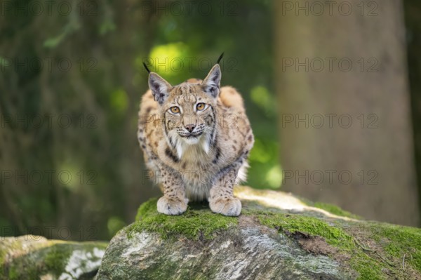 Eurasian lynx (Lynx lynx) lying on a rock in a forest, Bavaria, Germany