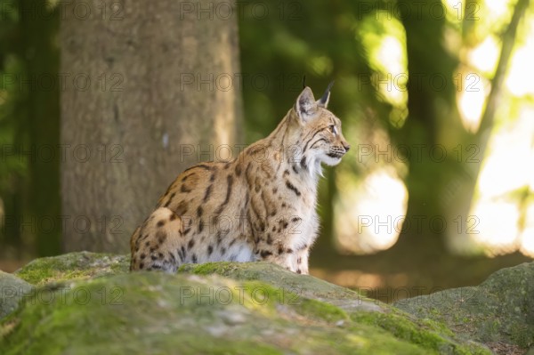 Eurasian lynx (Lynx lynx) sitting on a rock in a forest, Bavaria, Germany
