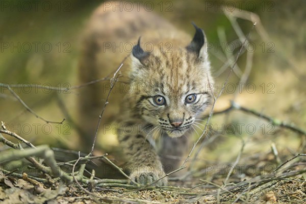 Eurasian lynx (Lynx lynx) youngster (cub) walkking in a forest, Bavaria, Germany