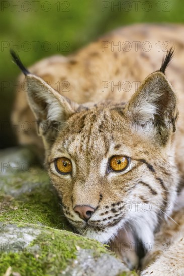Eurasian lynx (Lynx lynx) lying on a rock in a forest, portrait, Bavaria, Germany